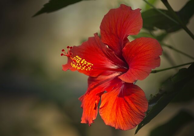 HIBISCUS ER EIN AF JURTUM ÁRINS 2022